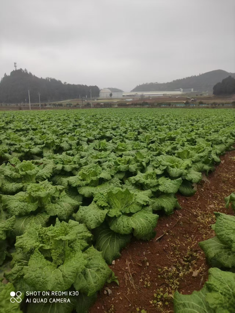 白菜贵州黄心白菜产地直发品质保障对接全国商超市场等