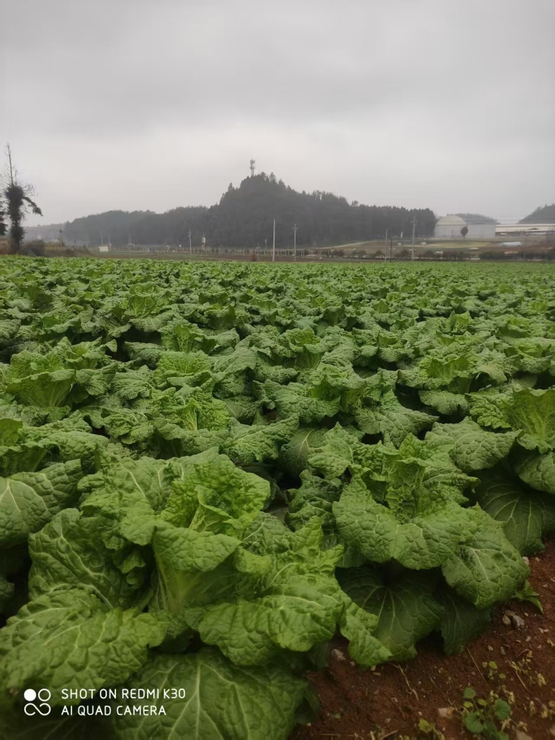 白菜贵州黄心白菜产地直发品质保障对接全国商超市场等