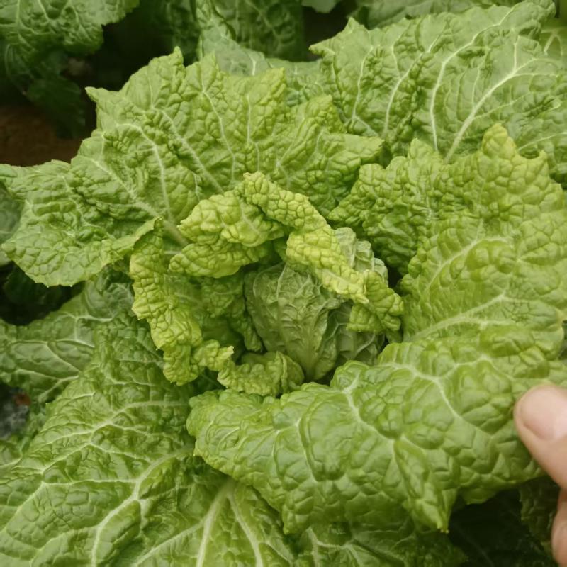 白菜贵州黄心白菜产地直发品质保障对接全国商超市场等