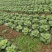 白菜贵州黄心白菜产地直发品质保障对接全国商超市场等