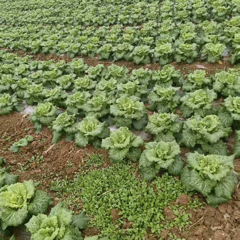 白菜贵州黄心白菜产地直发品质保障对接全国商超市场等
