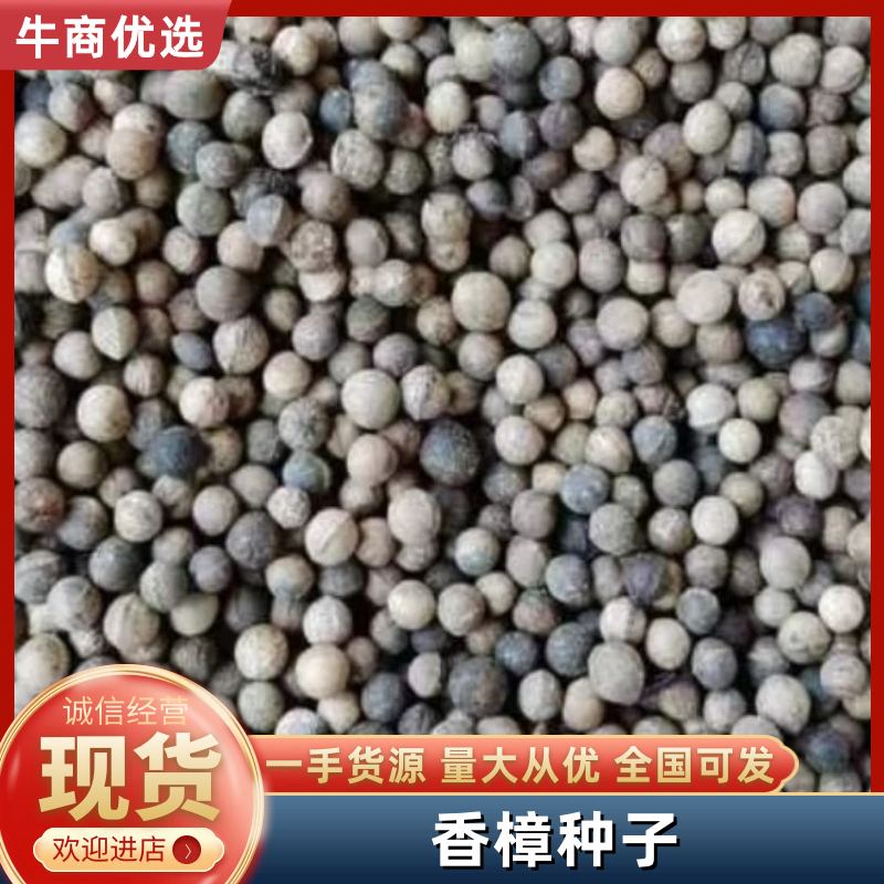 江西香樟种子林木种子大量有货产地直发量大价优