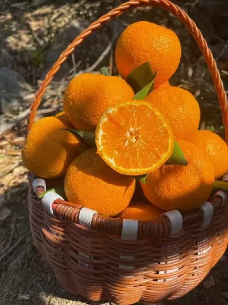 精品推荐四川汉源黄果柑大量上市基地一手货源