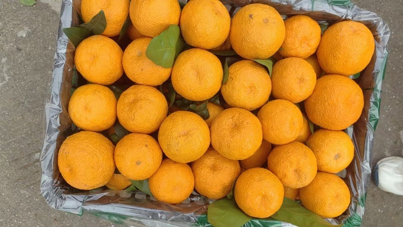 精品推荐四川汉源黄果柑大量上市基地一手货源