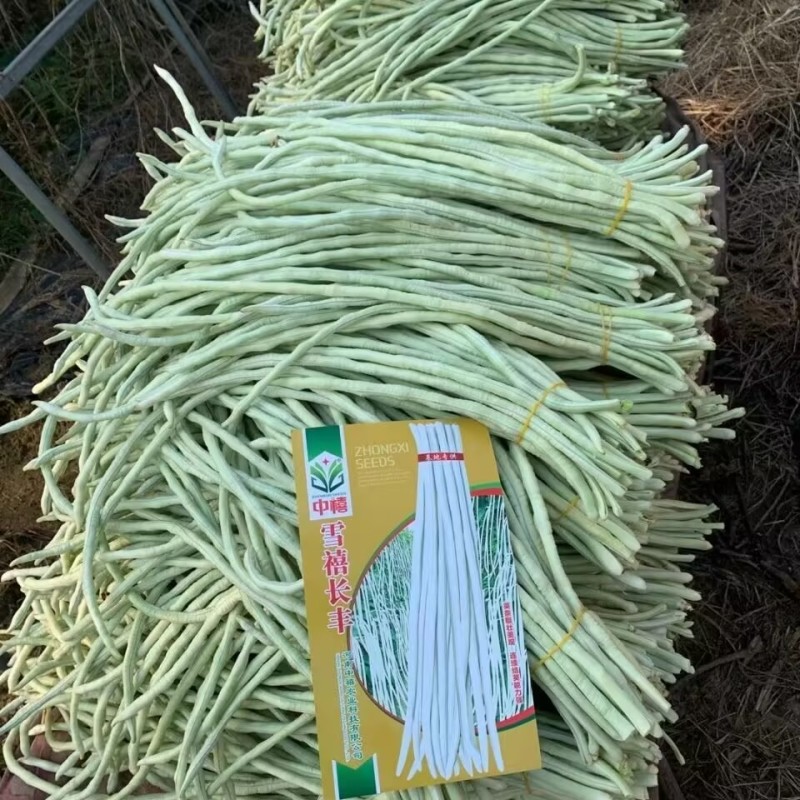 雪禧长丰豆角种子荚条粗壮连续结荚能力强早熟抗病