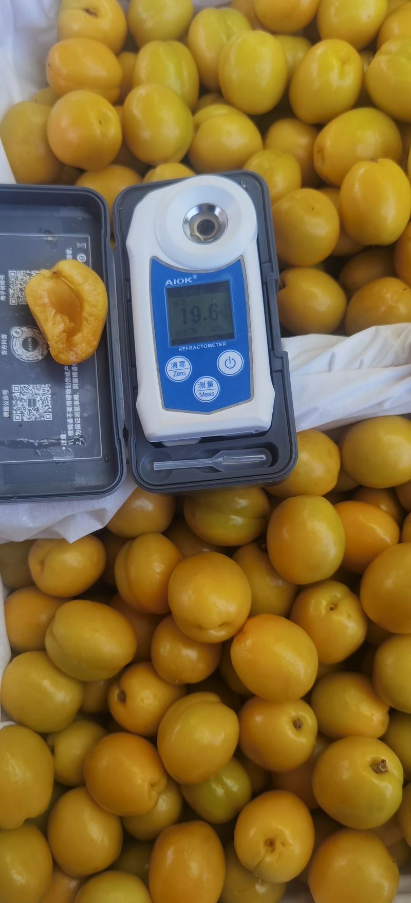 【现货直发】山东珍珠油杏品质保证可视频看货对接全国市场