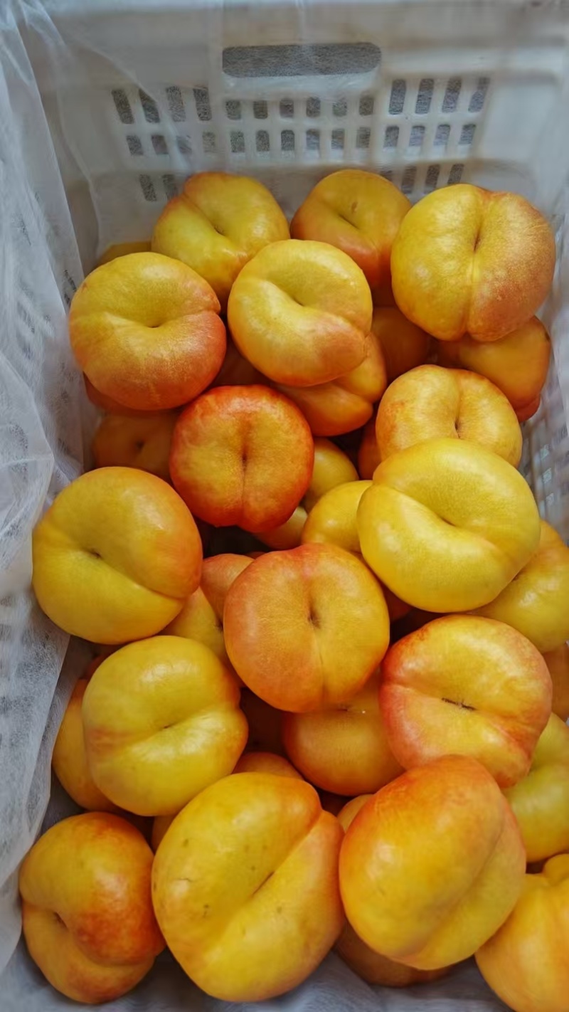 临沂蒙阴黄蟠桃各类油桃品种大量供应欢迎选购量大从优