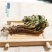 中药材特级野生石上柏深绿卷柏梭罗草地梭罗薄叶龙鳞草