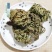 中药材特级野生石上柏深绿卷柏梭罗草地梭罗薄叶龙鳞草
