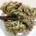 中药材特级野生石上柏深绿卷柏梭罗草地梭罗薄叶龙鳞草