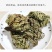 中药材特级野生石上柏深绿卷柏梭罗草地梭罗薄叶龙鳞草