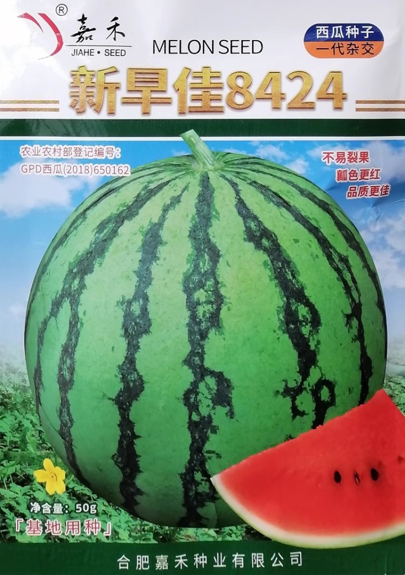 新早佳8424西瓜种子单瓜6-7公斤早熟不易裂果