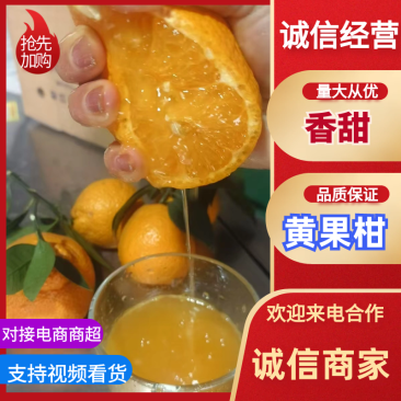 精品推荐四川汉源黄果柑大量上市基地一手货源