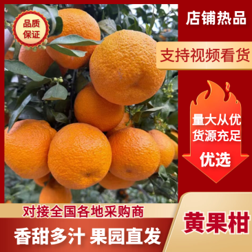 全国发货精品四川汉源黄果柑大量上市产地直发