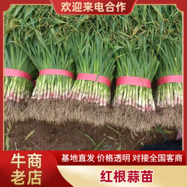 河南红根蒜苗货源充足产地发货欢迎老板前来实地考察