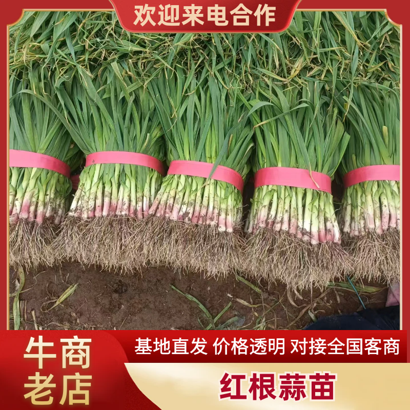河南红根蒜苗货源充足产地发货欢迎老板前来实地考察