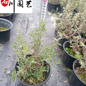 苗圃批发红花玉芙蓉杯苗庭院园林花境花坛绿化苗量大优惠