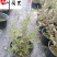 苗圃批发红花玉芙蓉杯苗庭院园林花境花坛绿化苗量大优惠