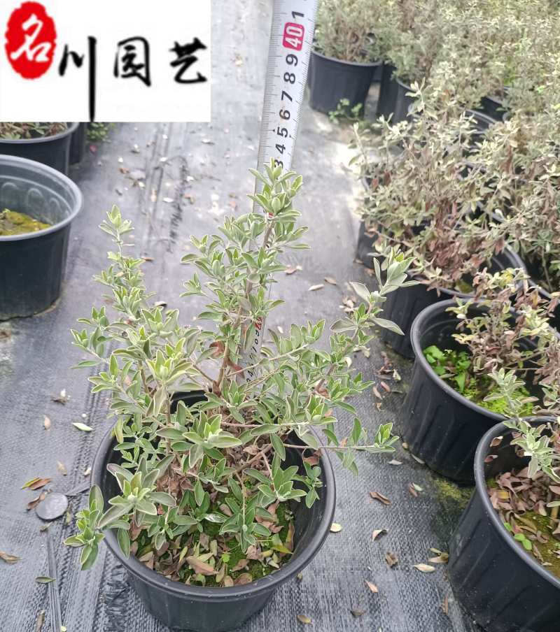 苗圃批发红花玉芙蓉杯苗庭院园林花境花坛绿化苗量大优惠