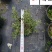 苗圃批发红花玉芙蓉杯苗庭院园林花境花坛绿化苗量大优惠
