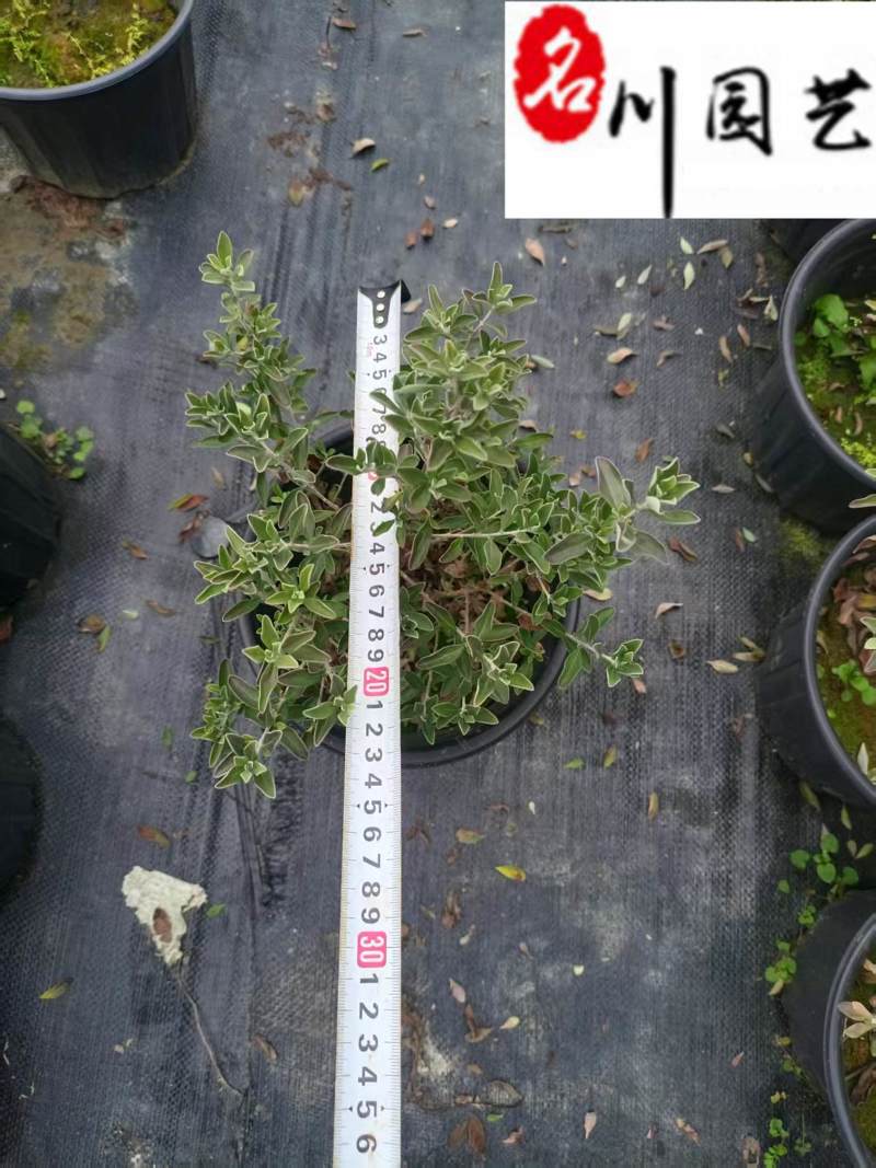 苗圃批发红花玉芙蓉杯苗庭院园林花境花坛绿化苗量大优惠