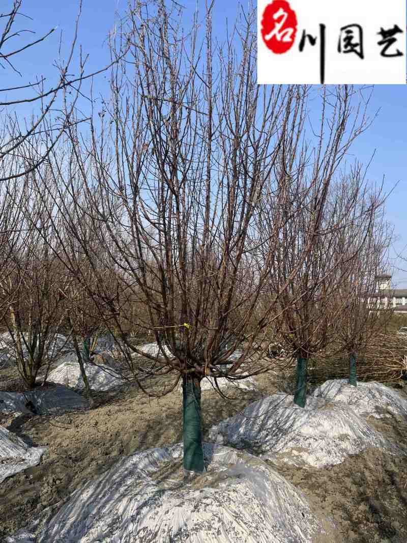 绚丽海棠10-20公分现货供应成都基地直销价低物美