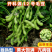 开科源12号-毛豆种子早熟毛豆