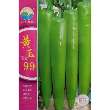 黄玉99黄皮尖椒种子大果羊角椒种子果硬肉厚采收期长