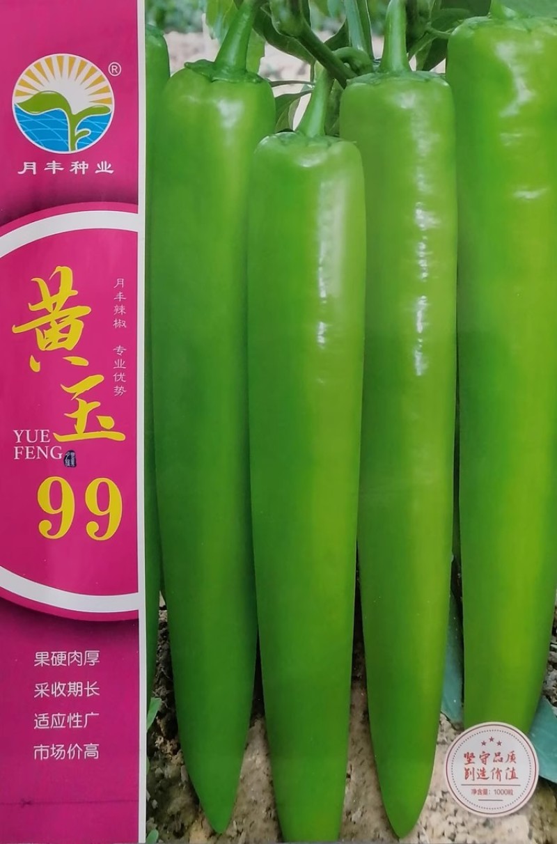 黄玉99黄皮尖椒种子大果羊角椒种子果硬肉厚采收期长