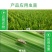 山东邦赛克80%含量烯啶·吡蚜酮水稻稻飞虱农用快速杀虫剂