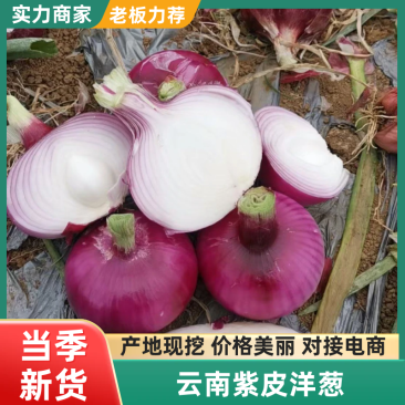 【实力推荐】云南紫皮洋葱新品上市/对接电商加工厂市场