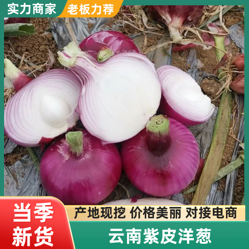 【实力推荐】云南紫皮洋葱新品上市/对接电商加工厂市场