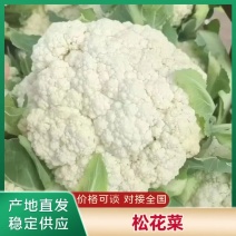 精品松花菜产地直供可对接市场档口欢迎来电咨询