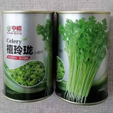 禧玲珑四季小香芹种子生长速度快直立性好早熟香脆嫩