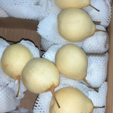 【大量上市】河北鸭梨产地直发一手货源可视频看货