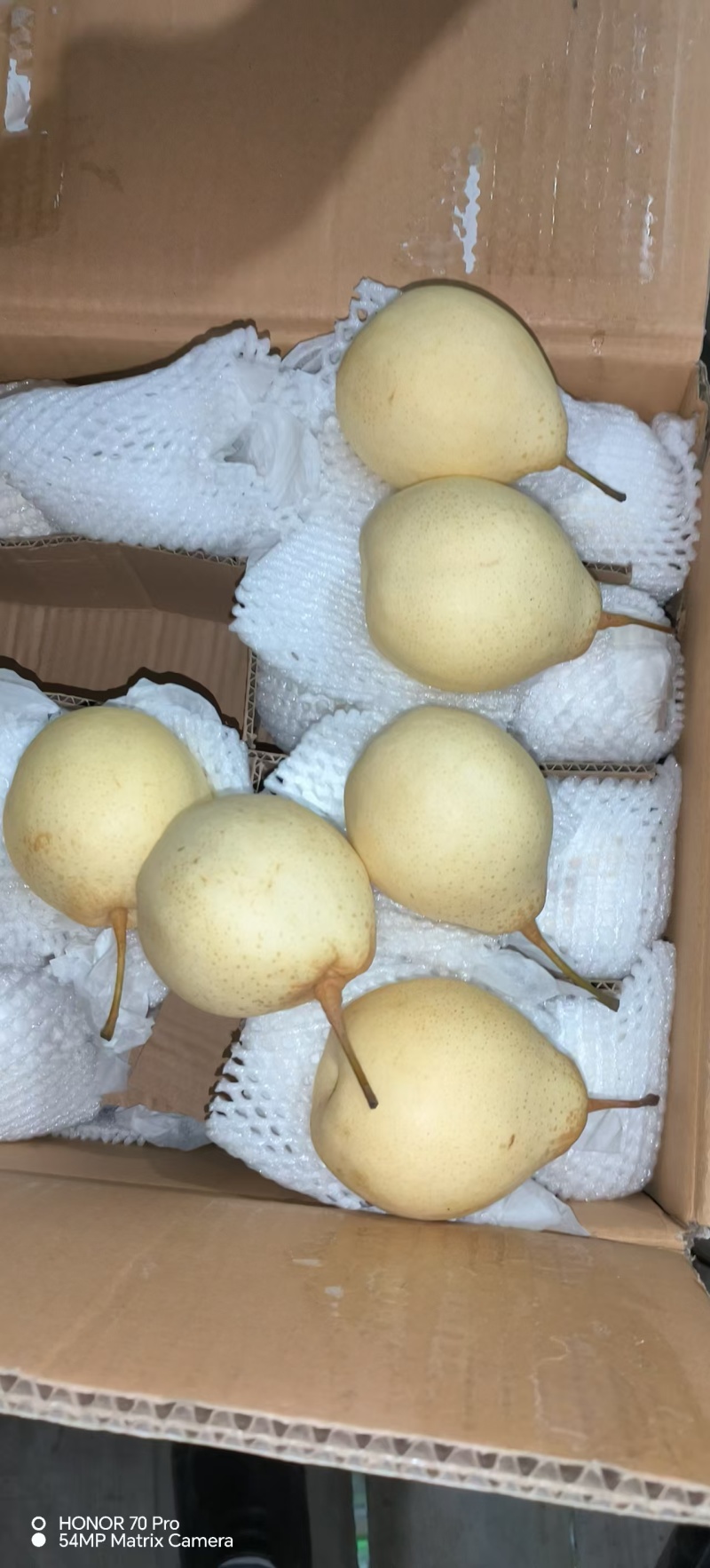 【大量上市】河北鸭梨产地直发一手货源可视频看货