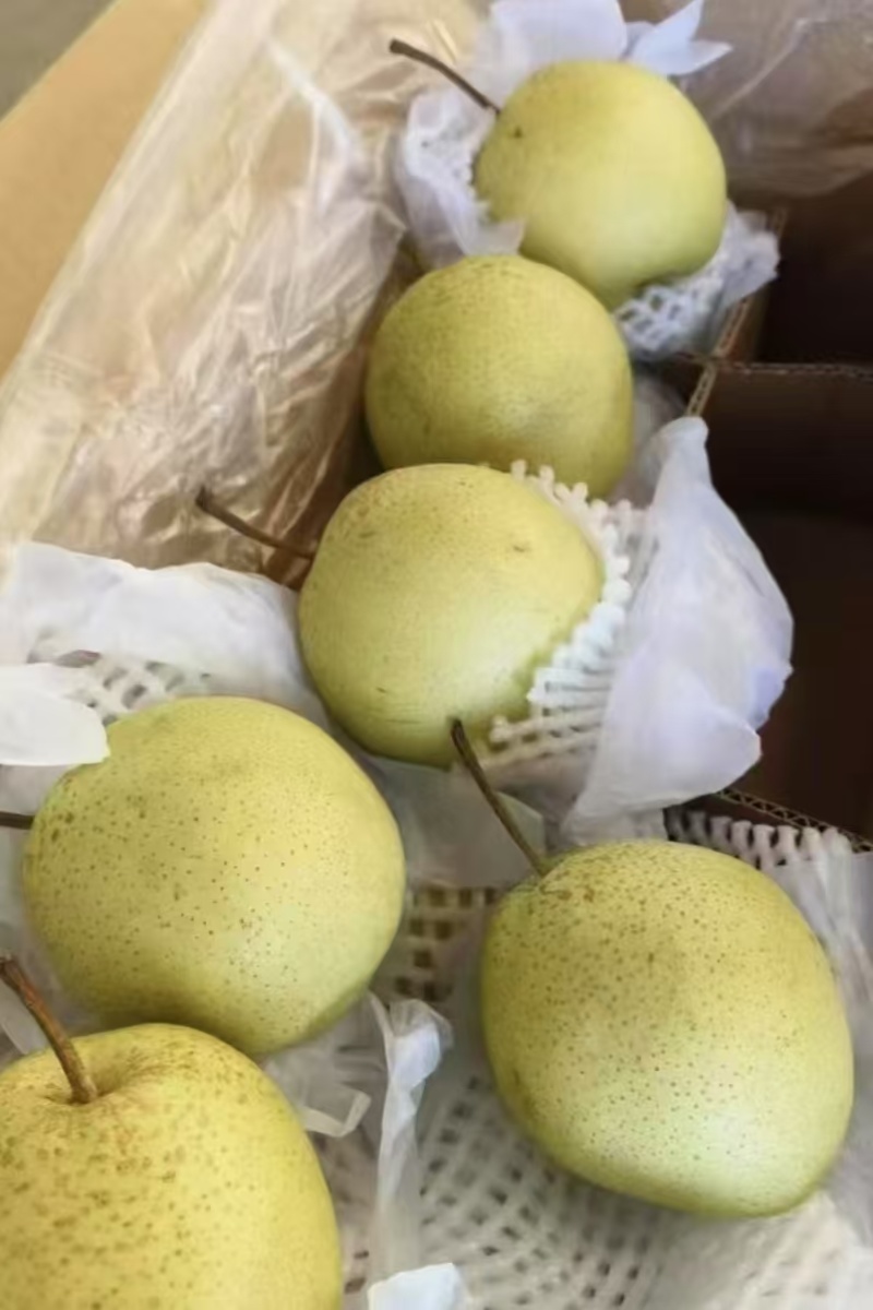 【大量上市】河北鸭梨产地直发一手货源可视频看货