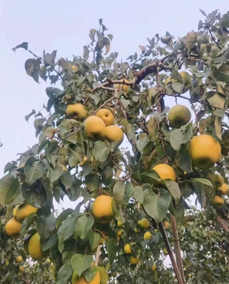 【热卖中】雪花梨产地河北大量有货皮薄汁多欢迎选购