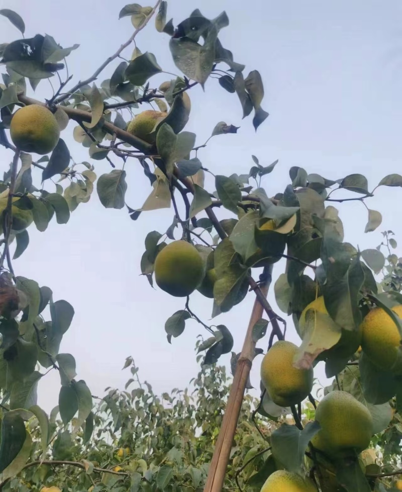 【热卖中】雪花梨产地河北大量有货皮薄汁多欢迎选购