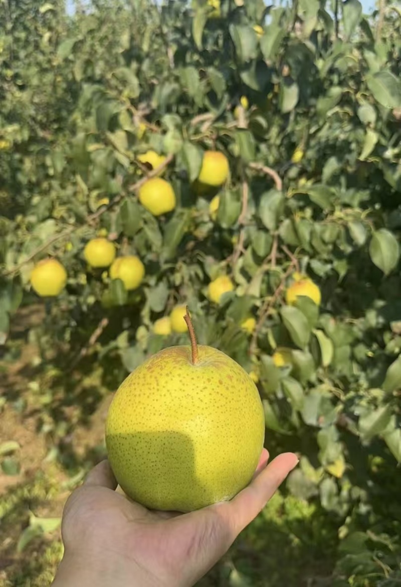 【货源充足】雪花梨河北石家庄大量有货产地直发