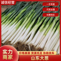 铁杆大葱山东大葱基地直发规格齐全供应电商商超市场