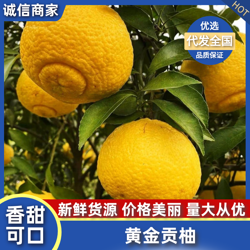 怀化市洪江市黄金贡柚，有柚子柠檬橙子叠加味道。要的联系。