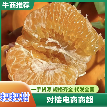 耙耙柑春见柑橘四川产区直发保质保量对接全国电商商超