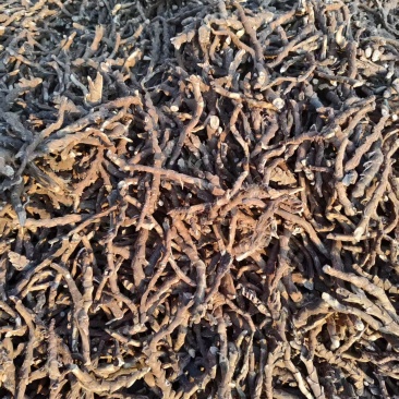 【推荐】石菖蒲干货现货直发可视频看货品质保证