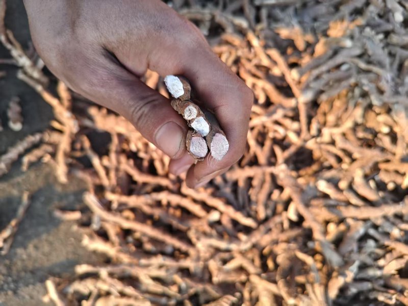 【推荐】石菖蒲干货现货直发可视频看货品质保证