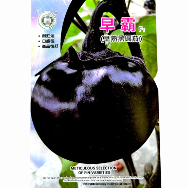 黑圆茄种子早熟座果率高肉质细嫩耐老化基地品种