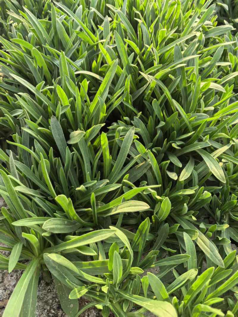 面条菜【野菜特菜】具体价格随行就市，可发往全国市场！