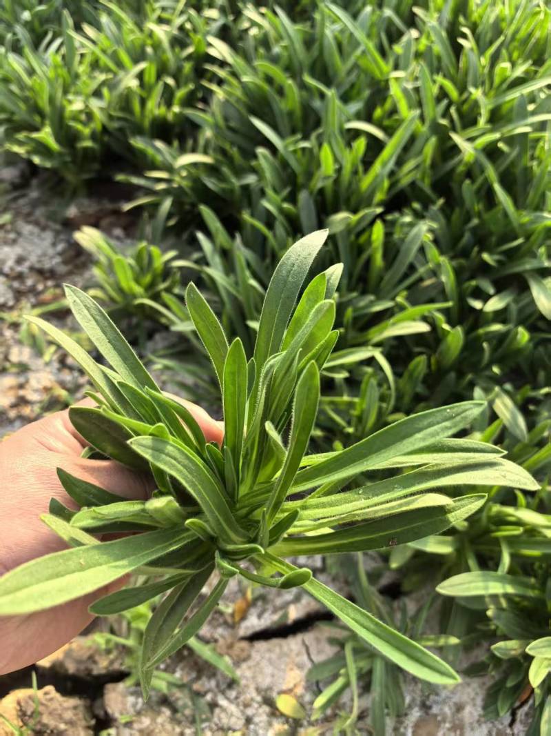 面条菜【野菜特菜】具体价格随行就市，可发往全国市场！