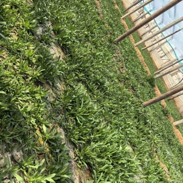 面条菜【野菜特菜】具体价格随行就市，可发往全国市场！