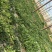 面条菜【野菜特菜】具体价格随行就市，可发往全国市场！